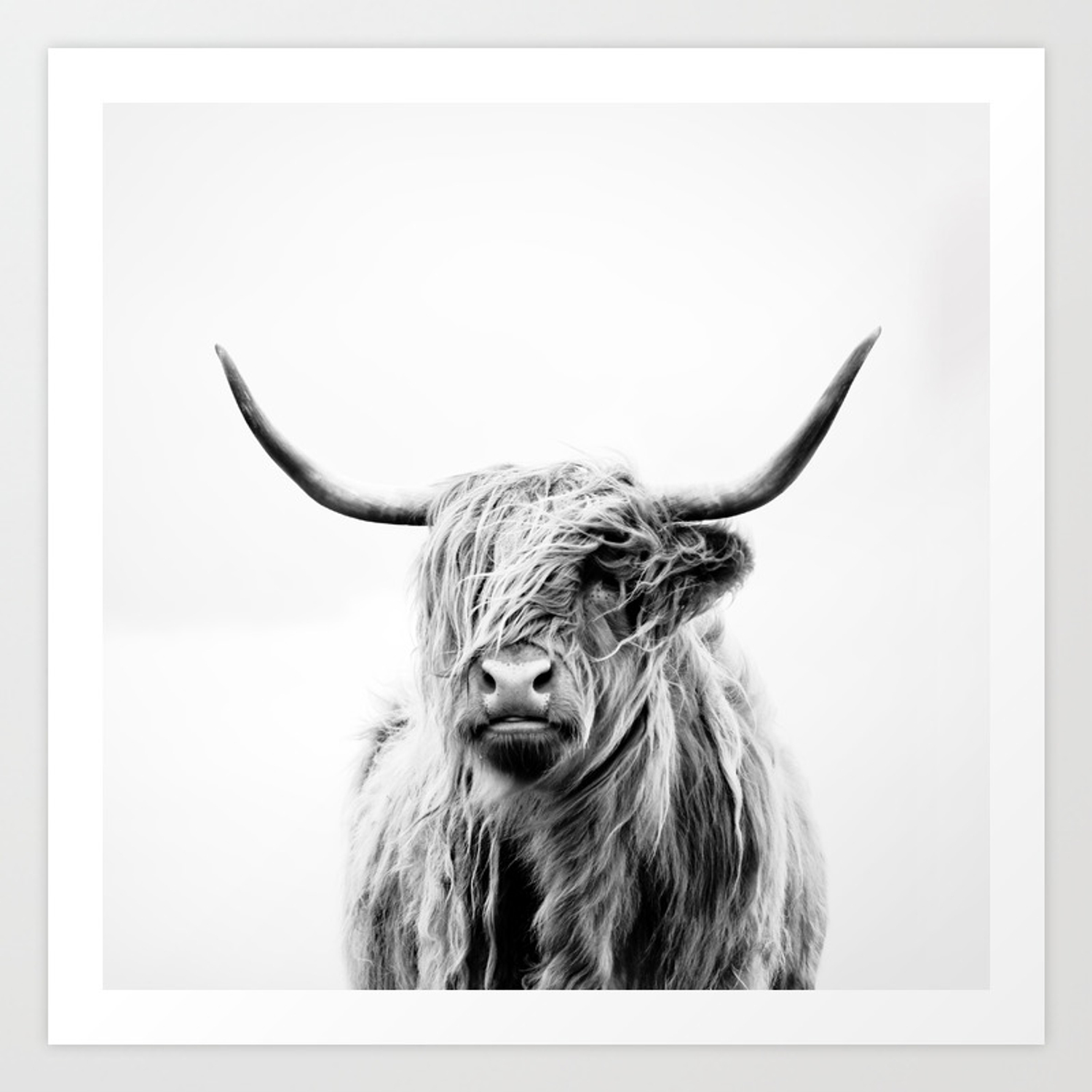 portrait-of-a-highland-cow-prints